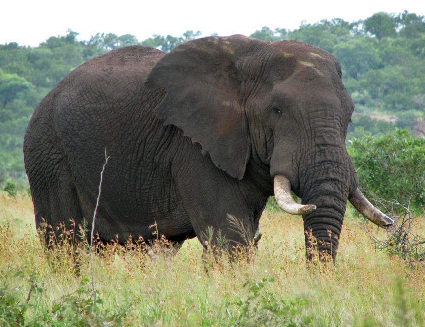 Ndlovu Log Home Dinokeng Klipdrift Εξωτερικό φωτογραφία