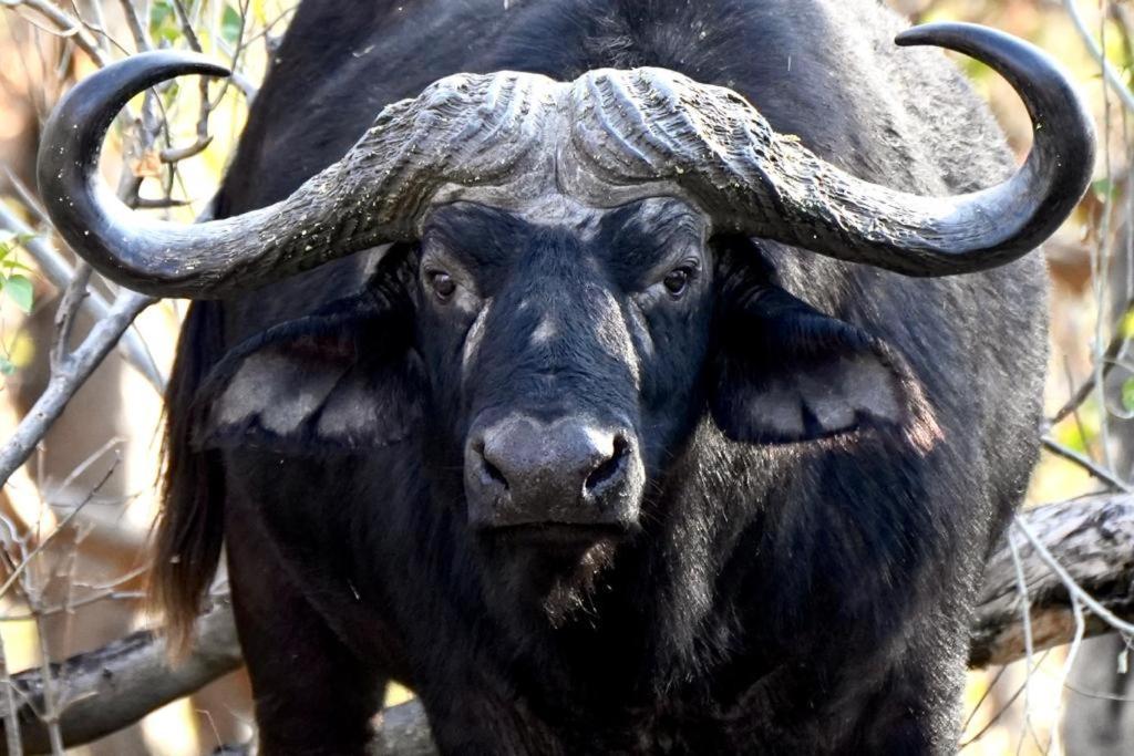 Ndlovu Log Home Dinokeng Klipdrift Εξωτερικό φωτογραφία