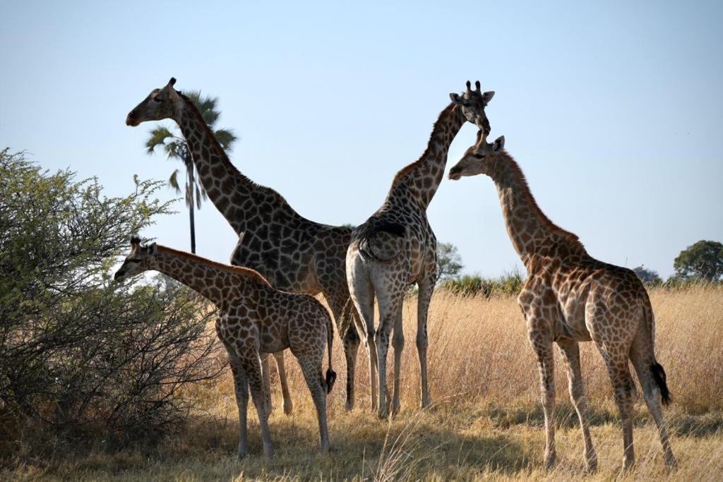 Ndlovu Log Home Dinokeng Klipdrift Εξωτερικό φωτογραφία