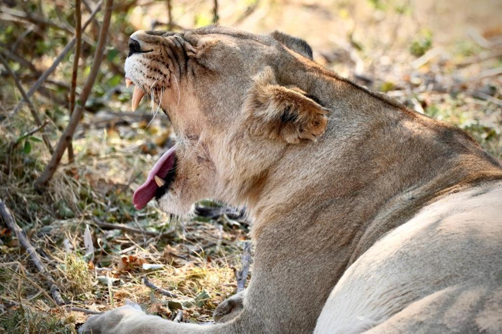 Ndlovu Log Home Dinokeng Klipdrift Εξωτερικό φωτογραφία
