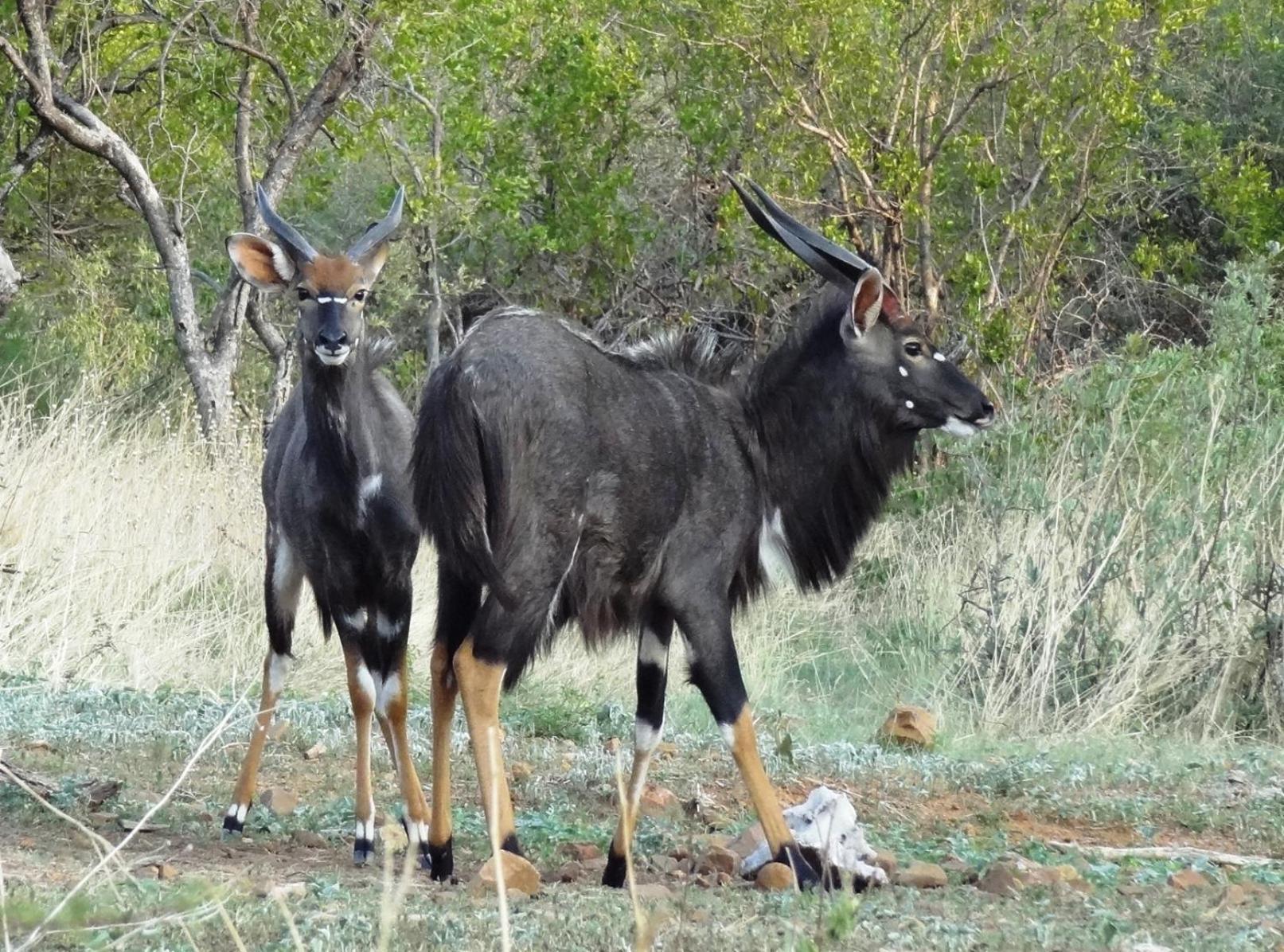 Ndlovu Log Home Dinokeng Klipdrift Εξωτερικό φωτογραφία