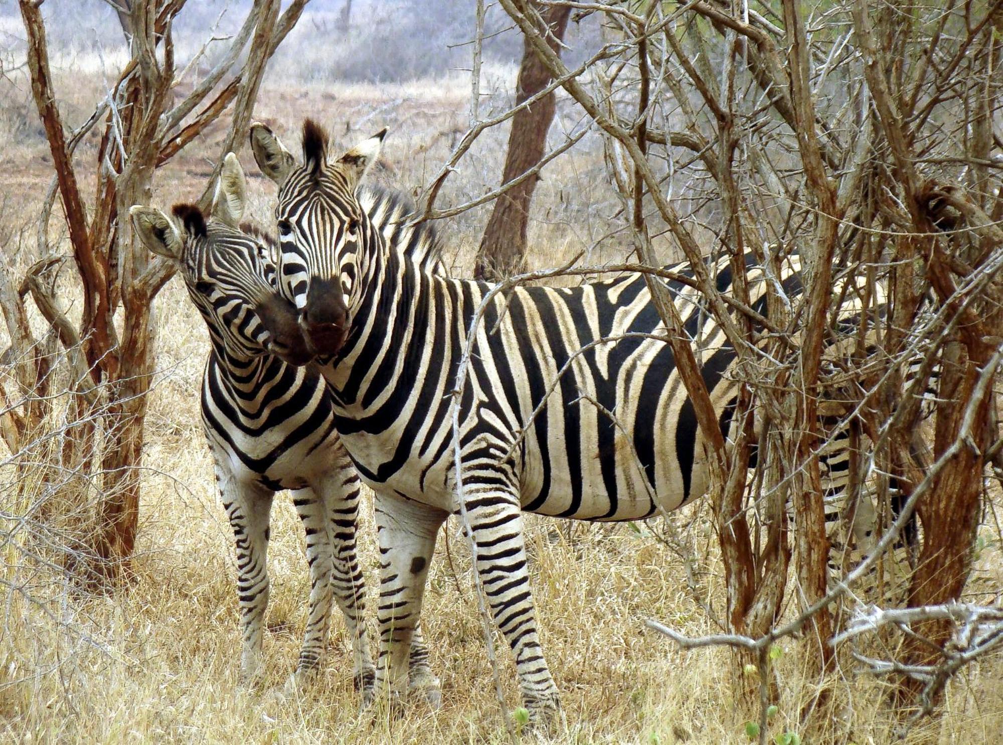 Ndlovu Log Home Dinokeng Klipdrift Εξωτερικό φωτογραφία