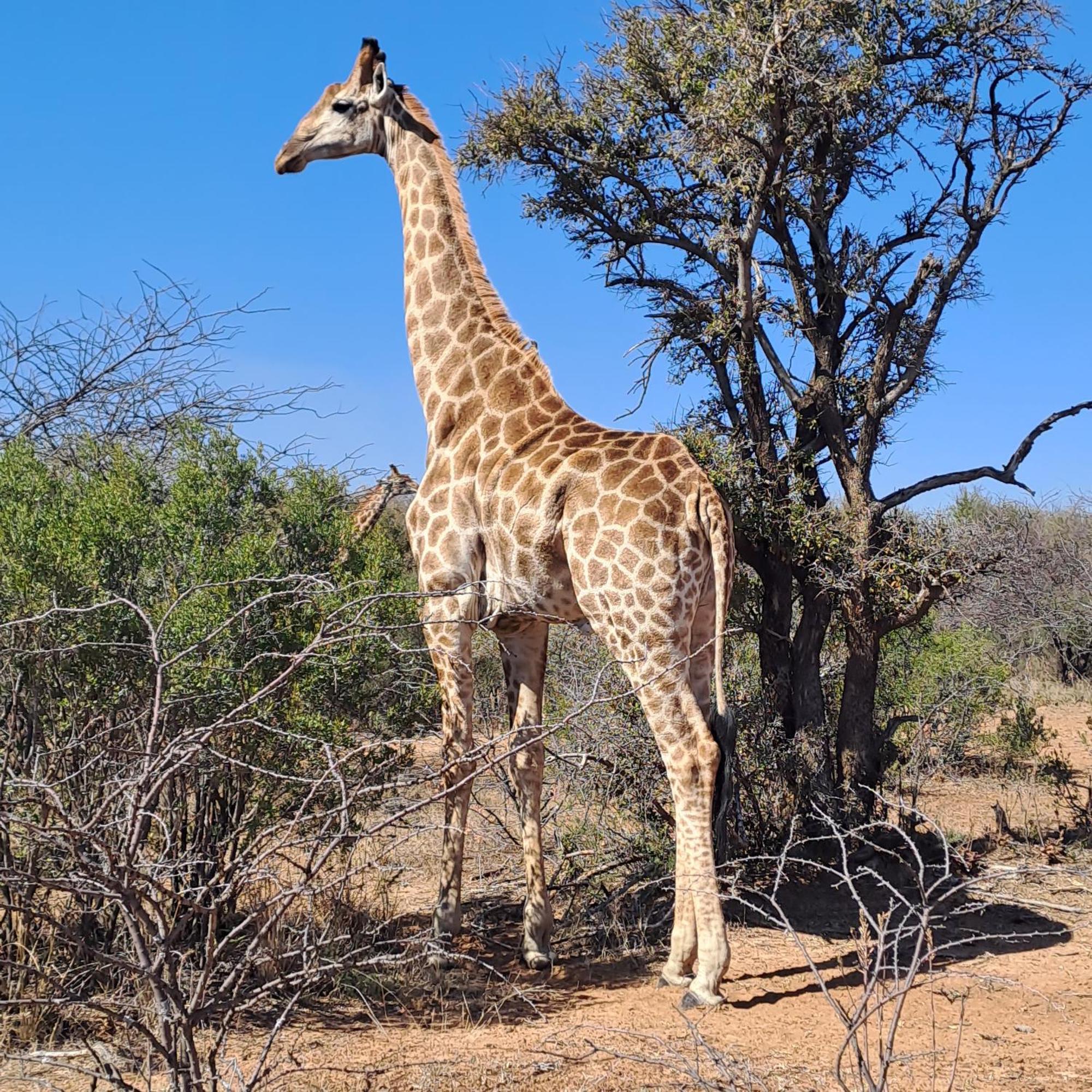 Ndlovu Log Home Dinokeng Klipdrift Εξωτερικό φωτογραφία